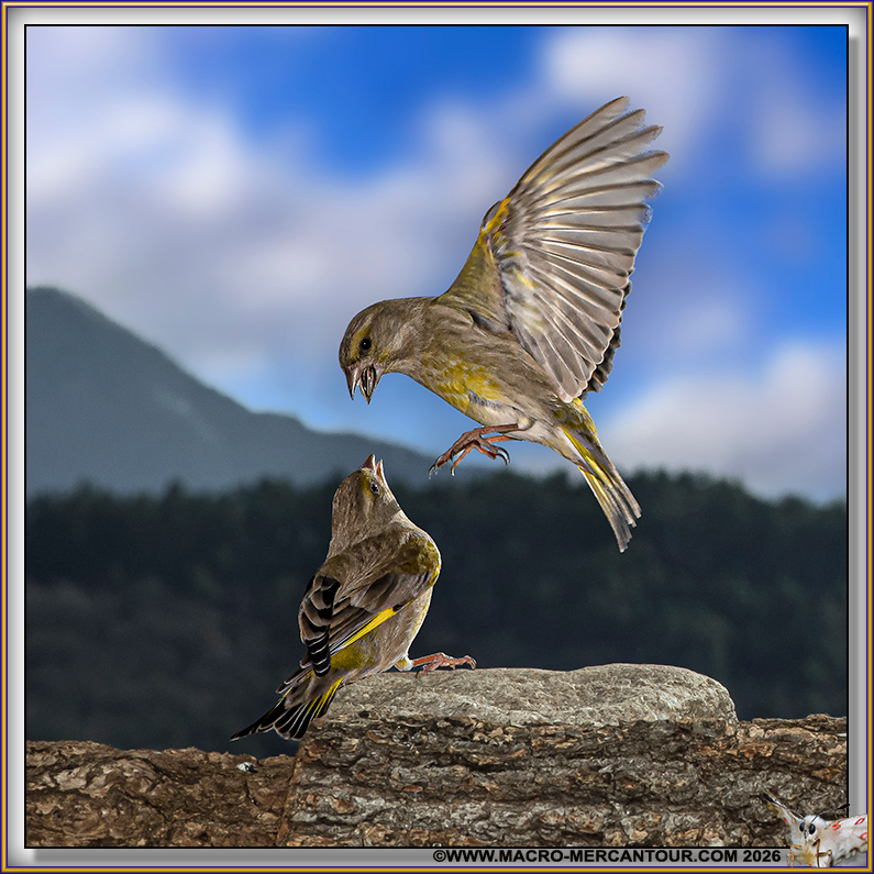 VERDIERS